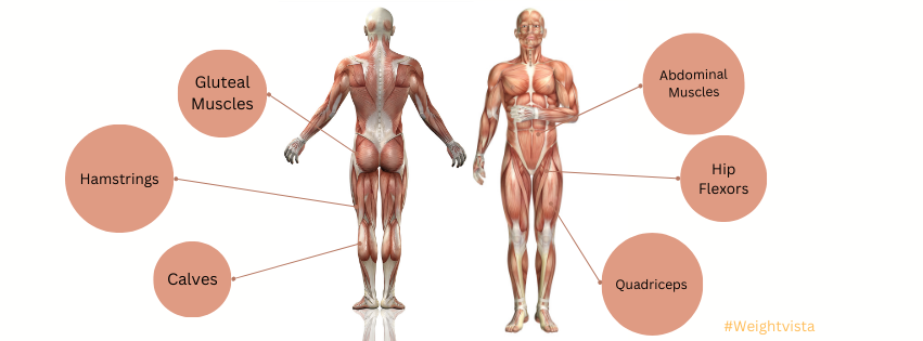 back and front pectoral illustration of muscles involve in stairmaster HIIT exercise.